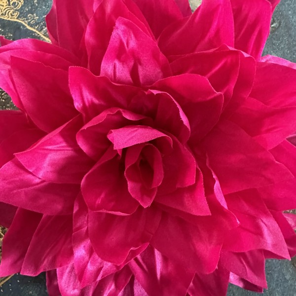 Fuksijas krāsas zieds